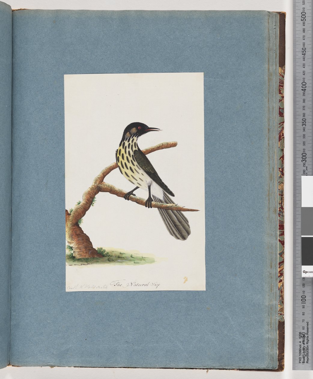 100. oldal New Holland Honeyeater. Certhia Nova Hollandiae alkotó: Unknown artist
