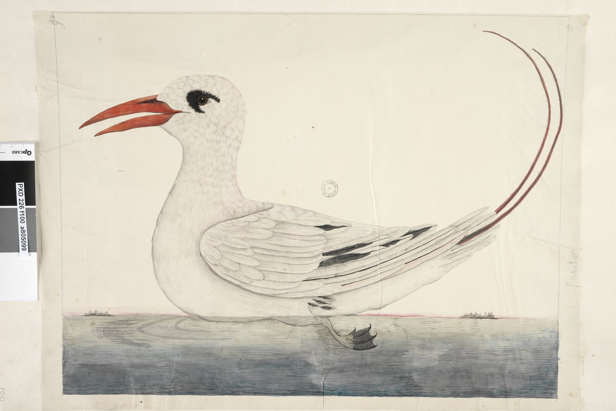 100. oldal Phaeton Red, farkú trópusi madár Phaethon rubricauda, 1791-92 alkotó: Unknown artist