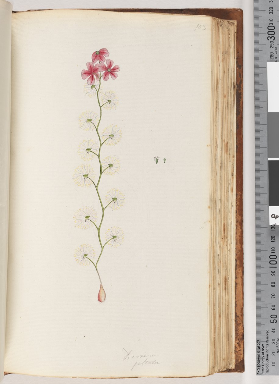 103. oldal Drosera peltata alkotó: Unknown artist