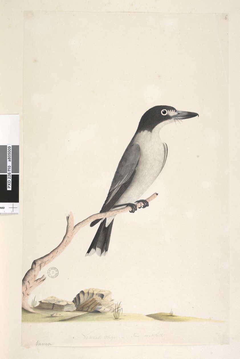 10. oldal Vanga. alsó közepén különböző kézben Természetes méret, írisz kétséges Szürke mészáros Cracticus torquatus hím, 1791-92 alkotó: Unknown artist