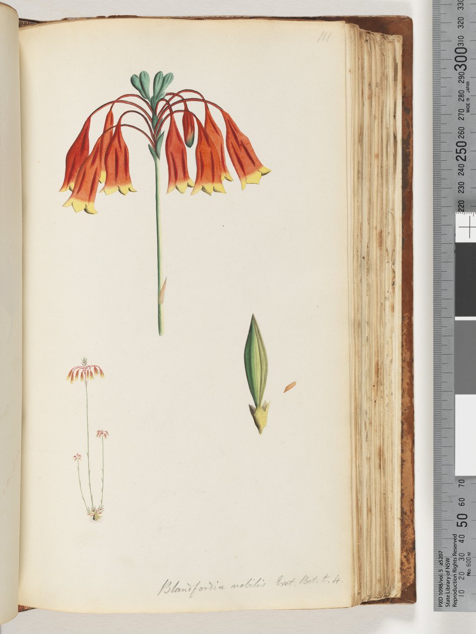 111. oldal Blandfordia nobilis Exot. Bot. t. 4. Karácsonyi harangszó alkotó: Unknown artist
