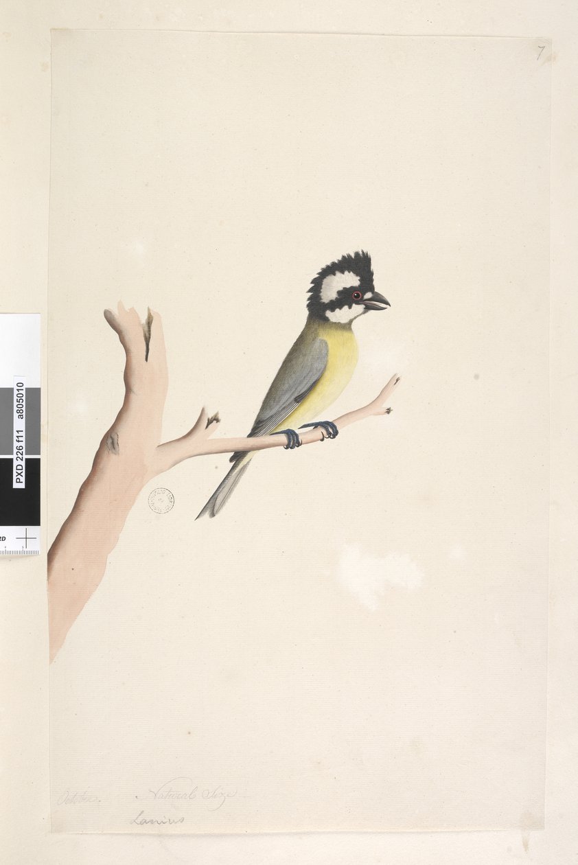 11. oldal Lanius. fenti cím más kézben október. Természetes méretű tarajos cica, Falcunculus frontatus cinege, 1791-92 alkotó: Unknown artist