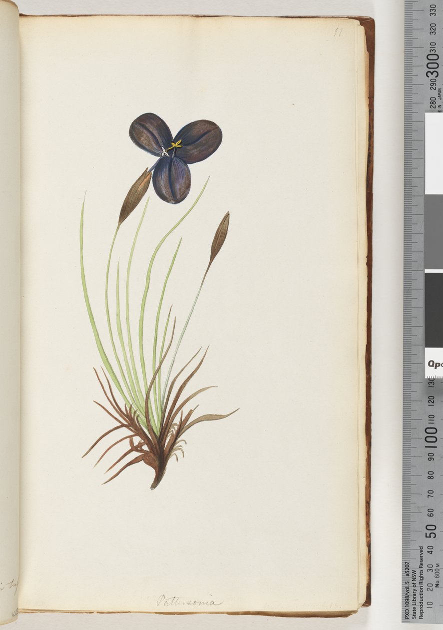 11. oldal Pattersonia alkotó: Unknown artist