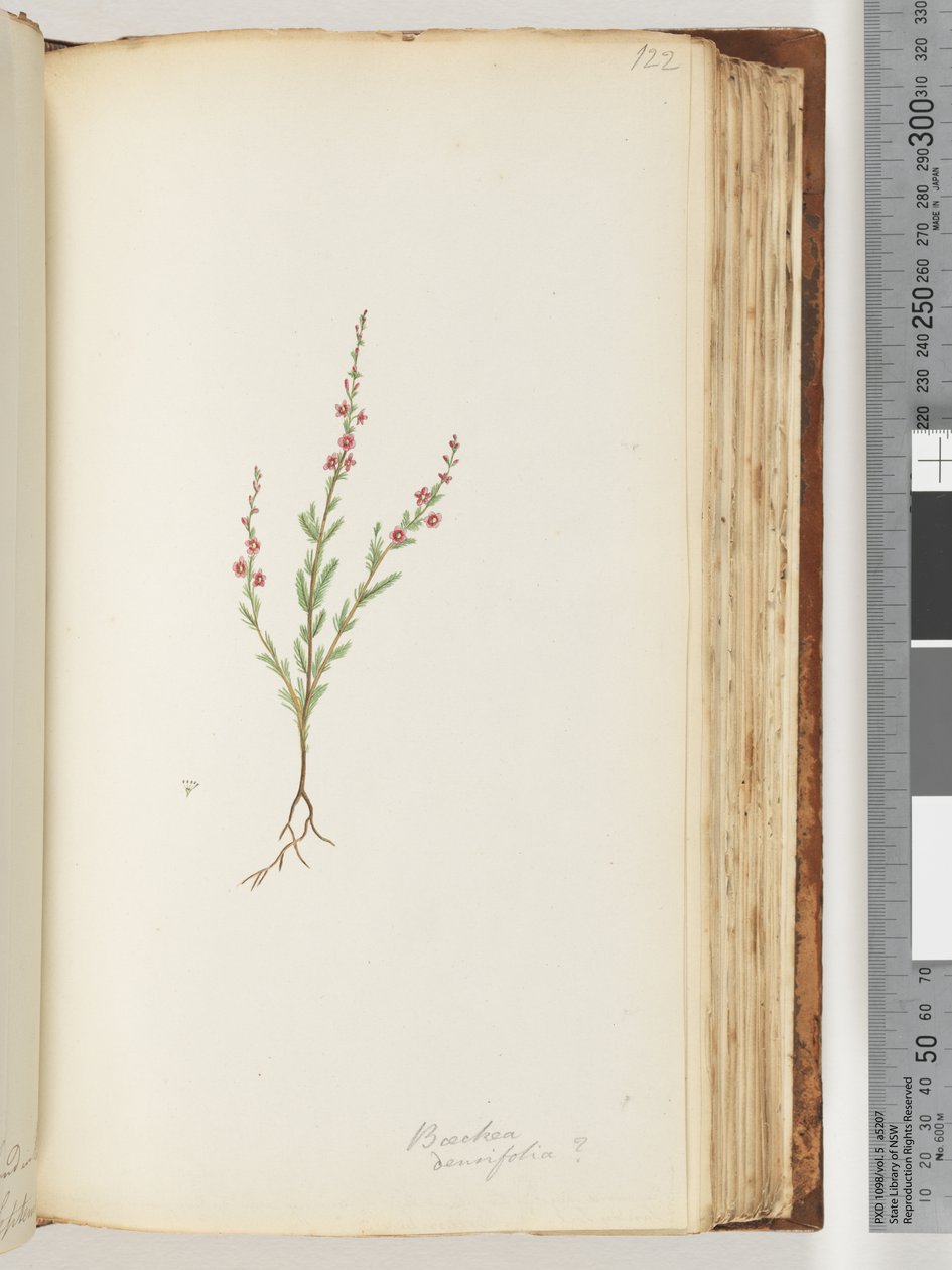 122. oldal. Baeckea densifolia, esetleg alkotó: Unknown artist