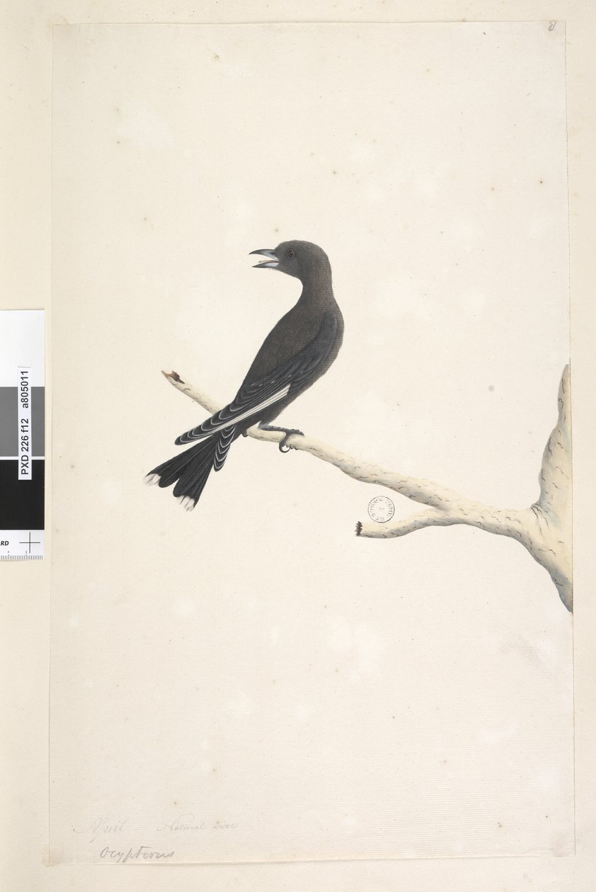 12. oldal Ocypterus. a cím felett más kézben április,  természetes méret Dusky Wood, Fecske Artamus cyanopterus, 1791-92 alkotó: Unknown artist