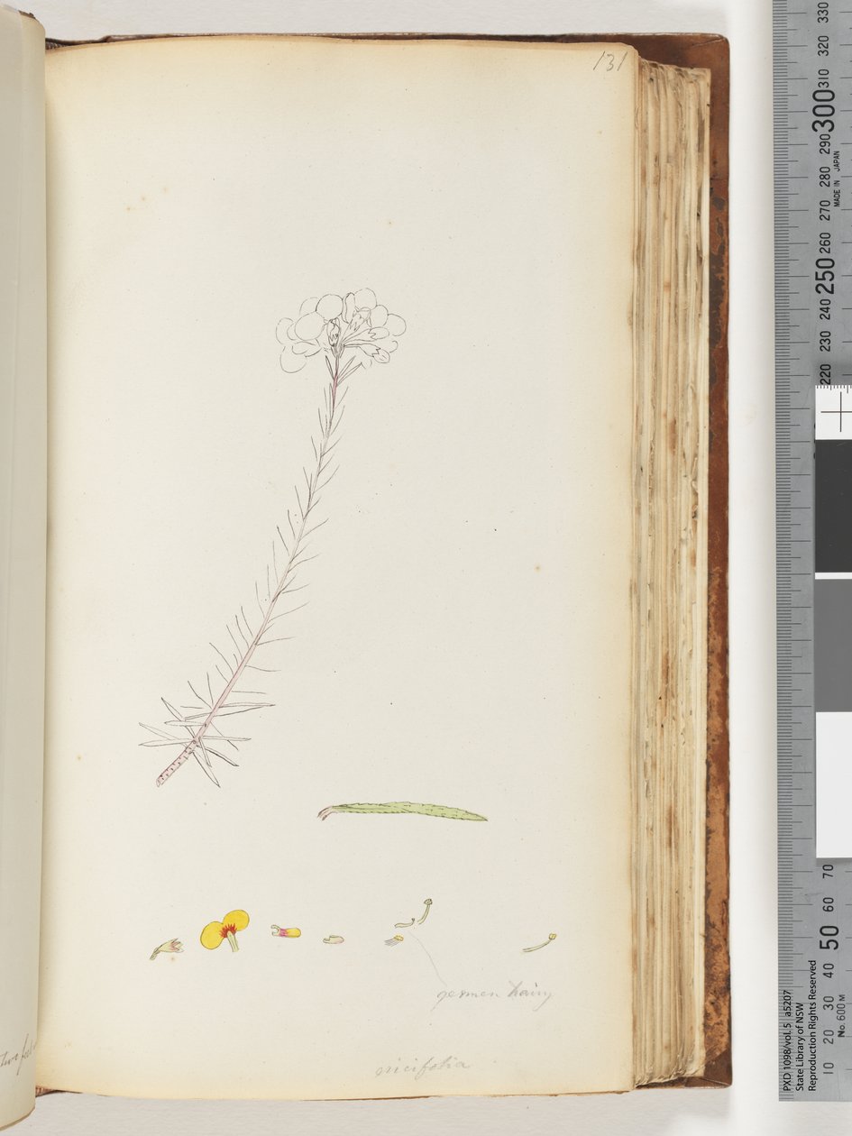 131. oldal Germen szőrös / Ericifolia befejezetlen rajz alkotó: Unknown artist