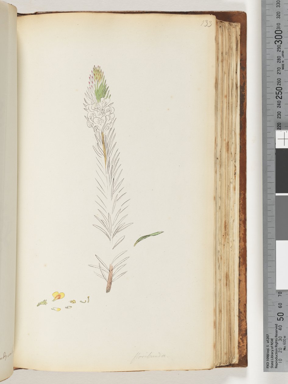 133. oldal Floribunda befejezetlen rajz alkotó: Unknown artist