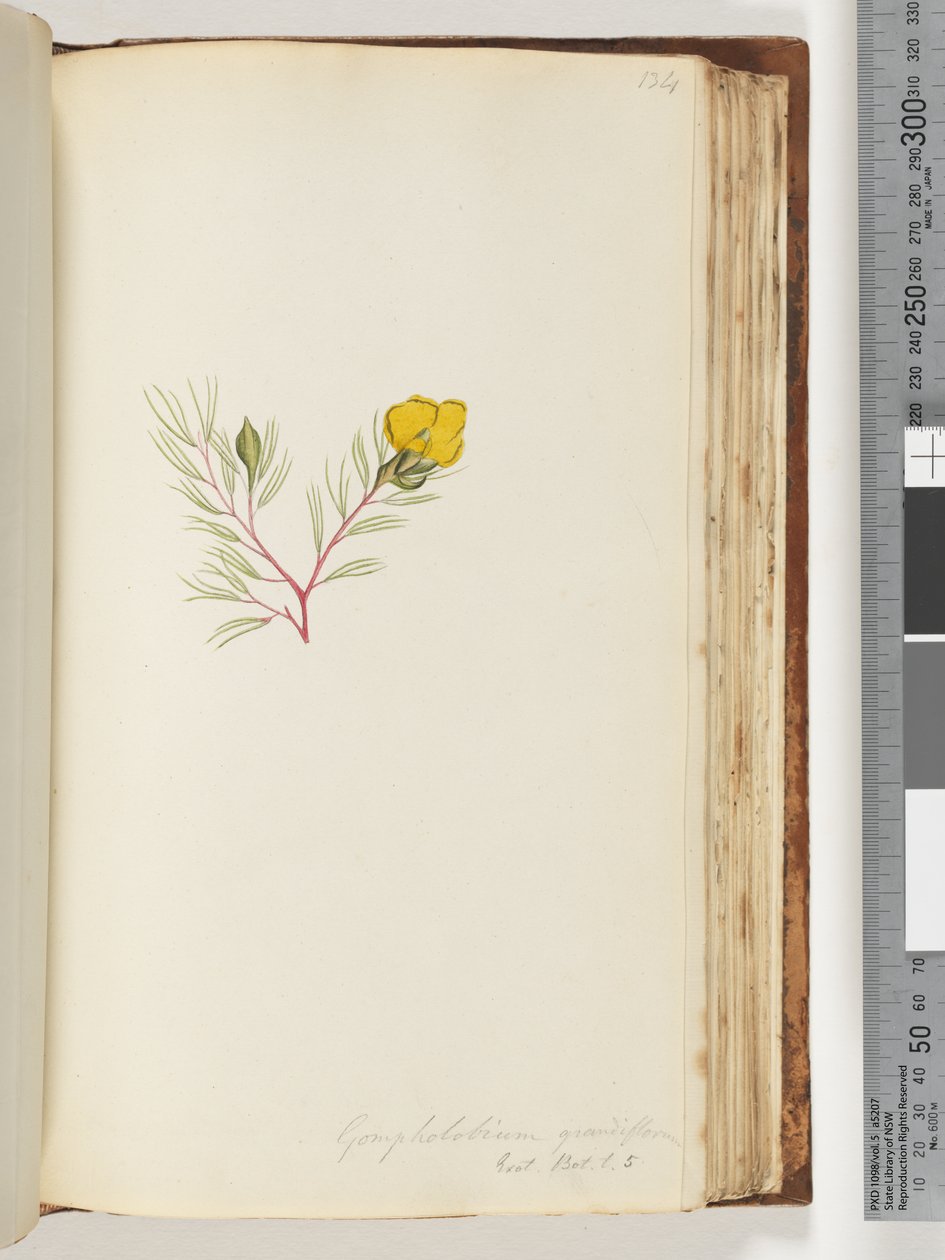 134. oldal Gompholobium grandiflorum / Exot. Bot. t. 5 alkotó: Unknown artist