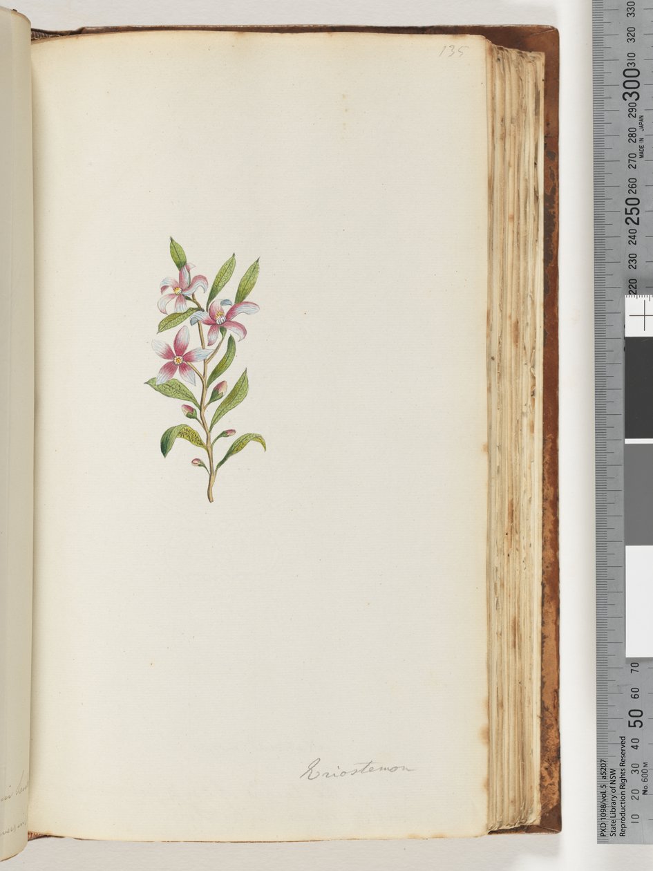 135. oldal Eriostemon alkotó: Unknown artist