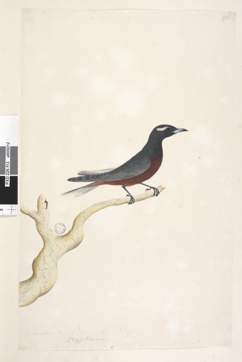 13. oldal Ocyptamus. fenti cím más kézben december. Természetes méretű fehér, barnás erdei fecske Artamus superciliosus, kan, 1791-92 alkotó: Unknown artist