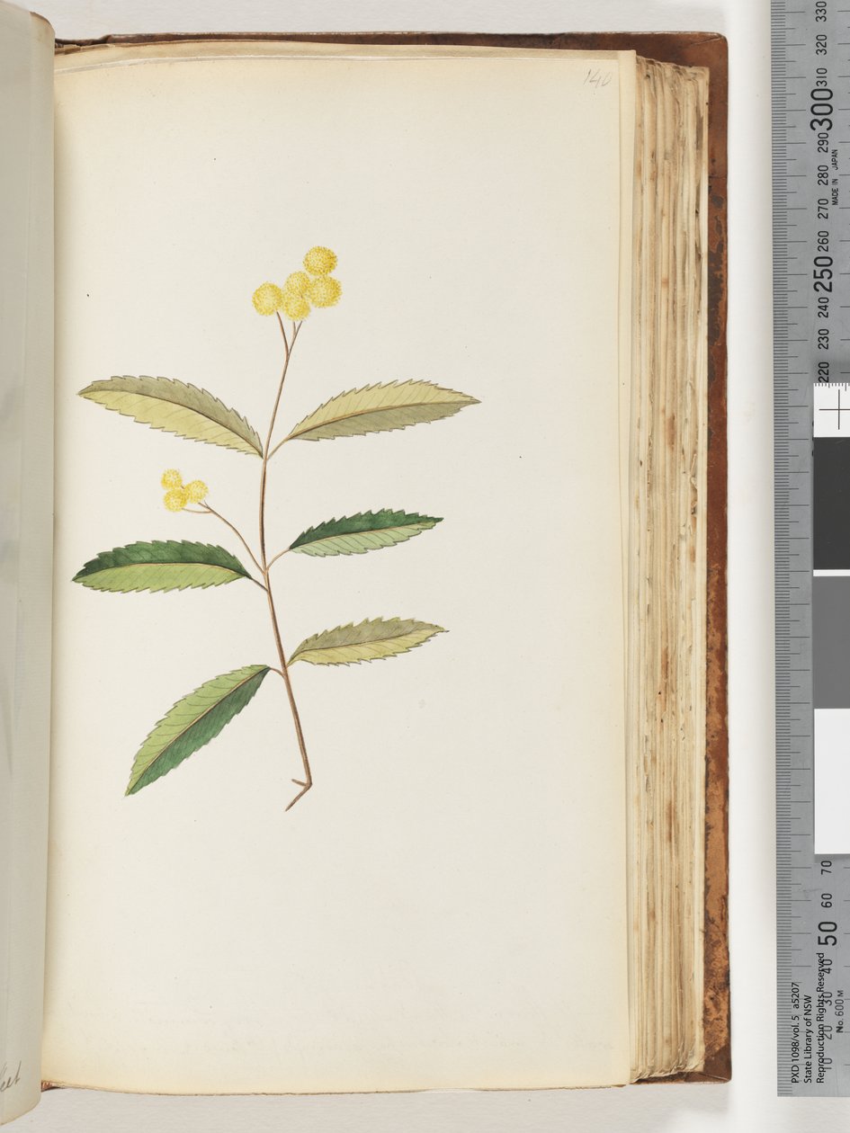 140. oldal Azonosítatlan virág, 1794. október alkotó: Unknown artist