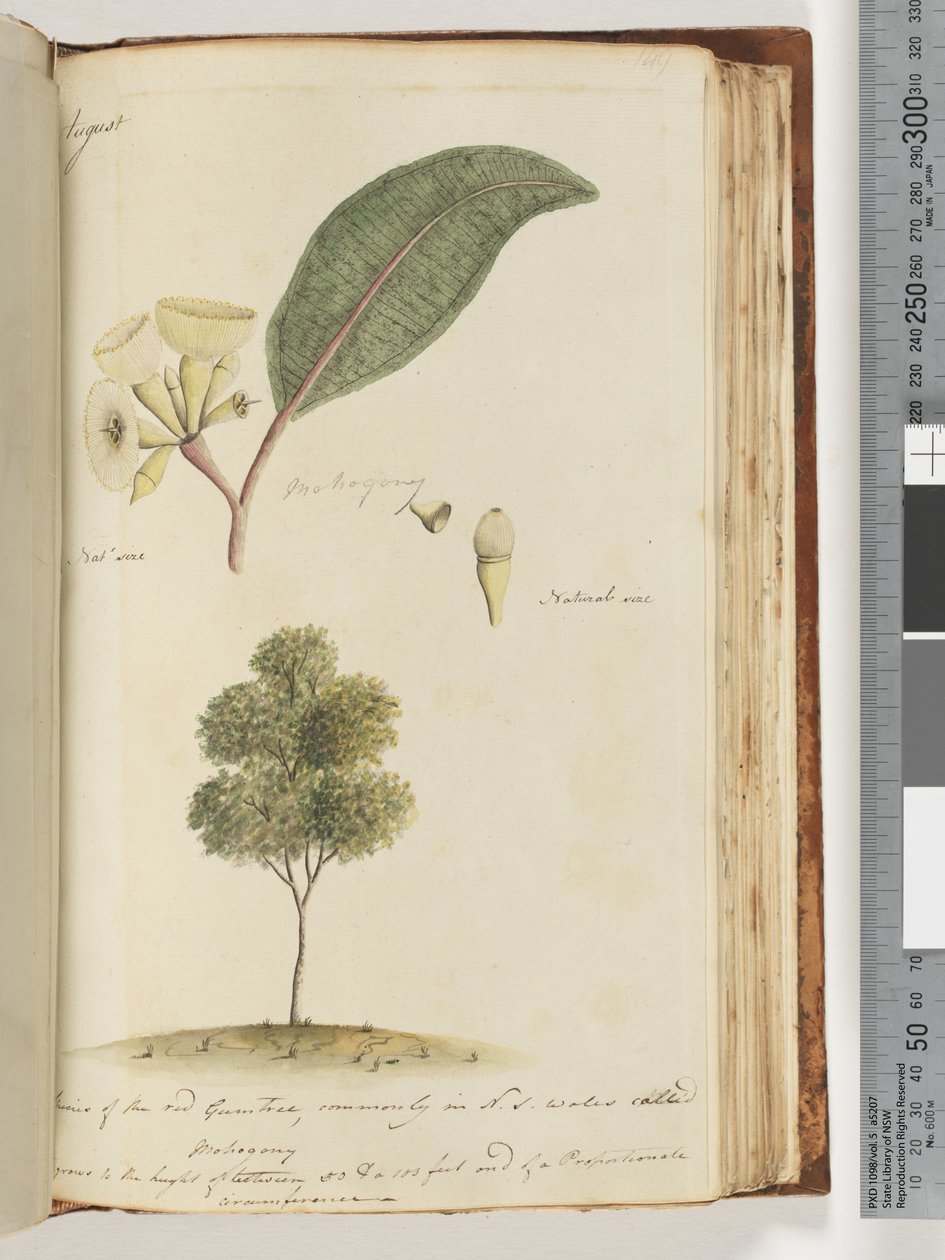 149. oldal Természetes méret, a vörös gumifa egyik fajtája, amelyet északnyugaton általában mahagóninak hívnak alkotó: Unknown artist