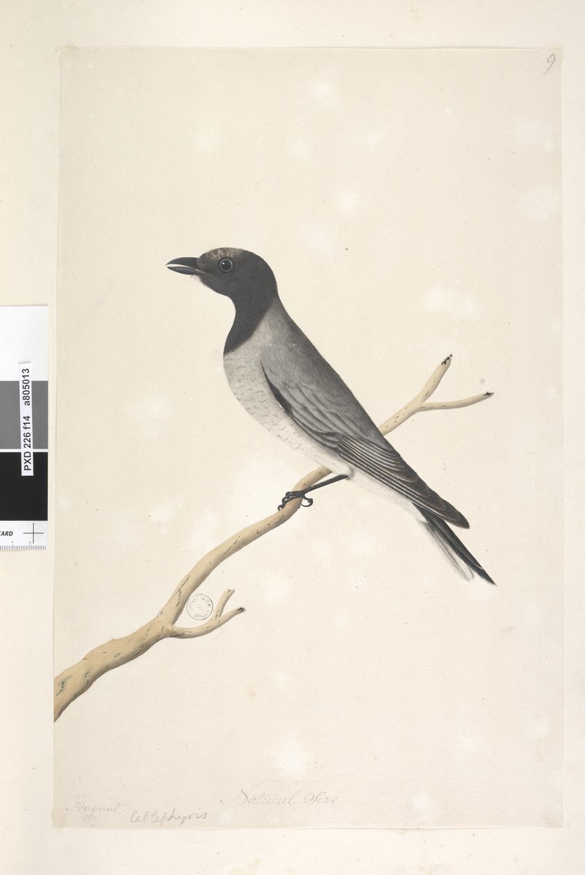 14. oldal Ceblephyris. fenti cím más kézben augusztus. Természetes méret Kiskukk, Shrike? Coracina robusta, 1791-92 alkotó: Unknown artist