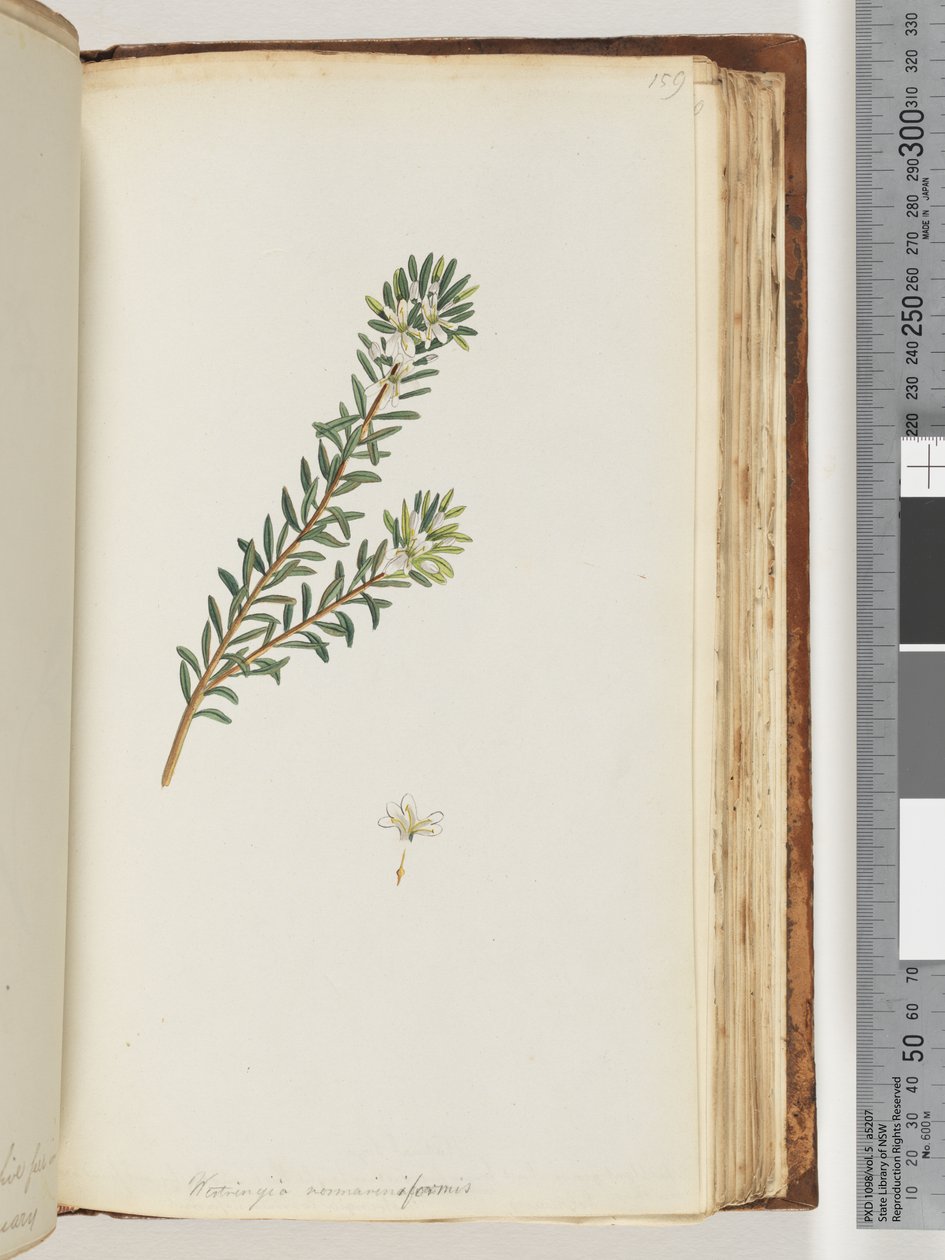 159. oldal Westringea rosmariniformis alkotó: Unknown artist