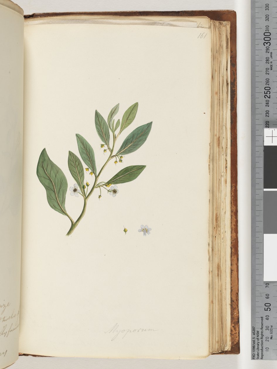 161. oldal Myoporum alkotó: Unknown artist