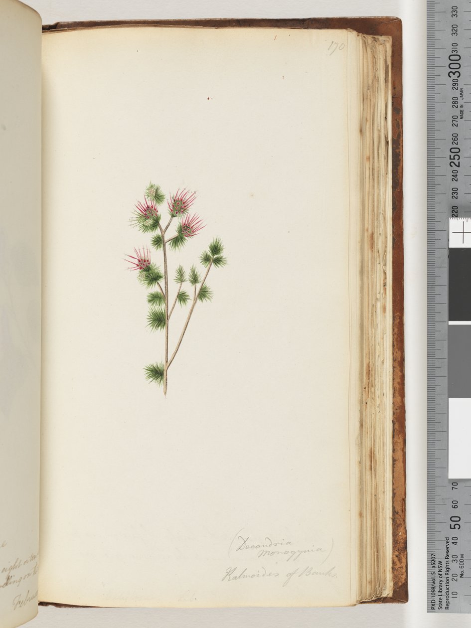 170. oldal Decandria monogynia. Banks-i Kalmoides alkotó: Unknown