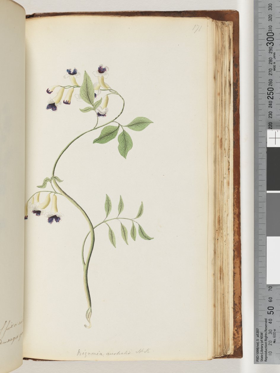 171. oldal Bignonia australis H.K alkotó: Unknown artist