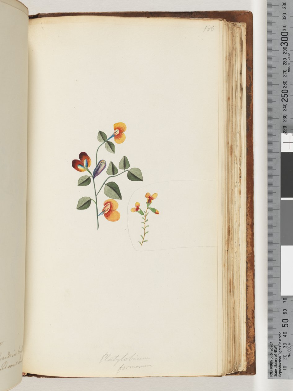 180. oldal Platylobium formosum / Handsome Flat-pea alkotó: Unknown artist