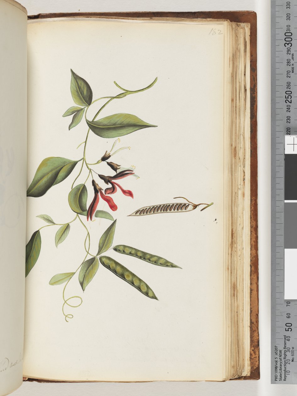 182. oldal. Azonosítatlan növény alkotó: Unknown artist