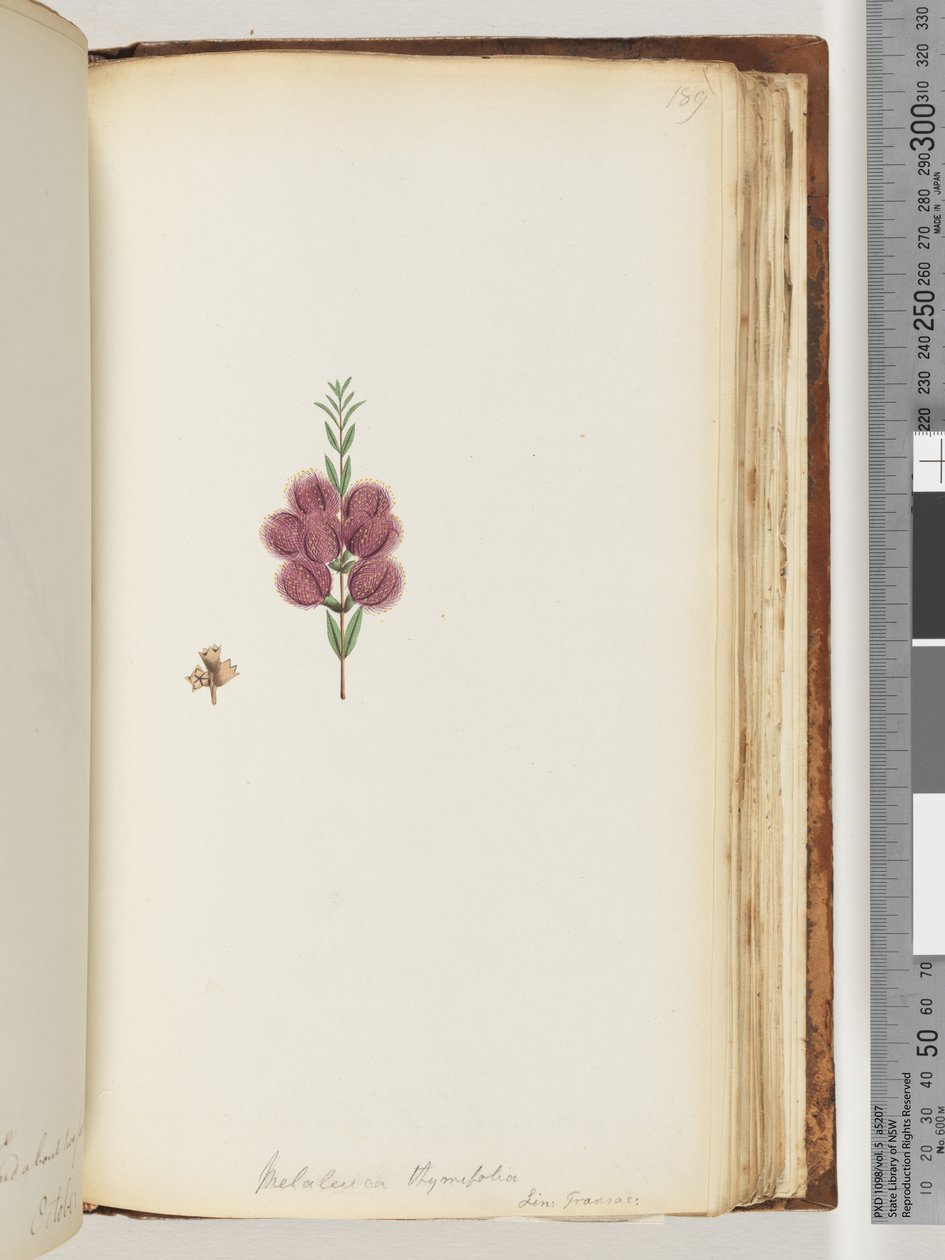 189. oldal Melaleuca thymifolia. Lin: Transac alkotó: Unknown artist