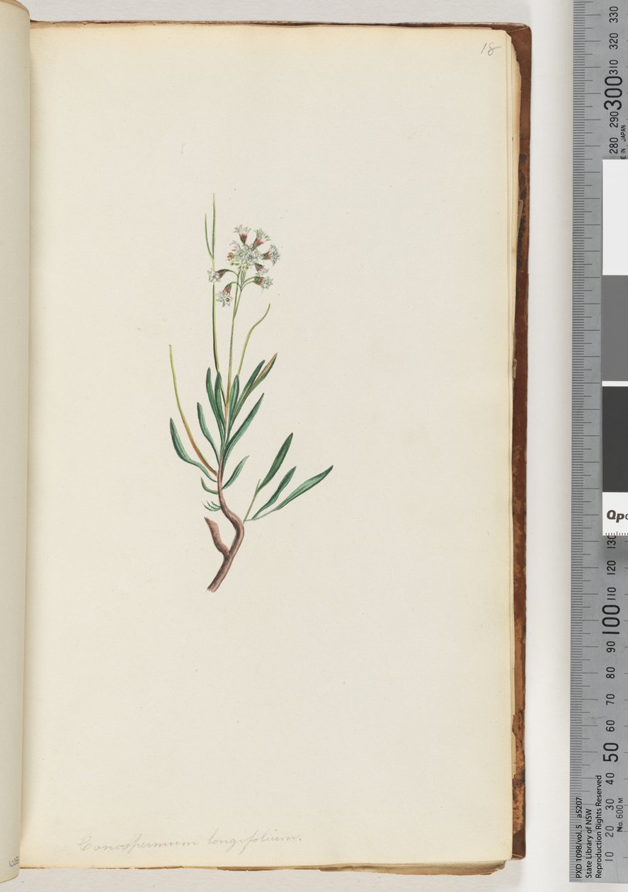 18. oldal Conospermum longifolium Hosszú, leveles Tobozmagok alkotó: Unknown artist