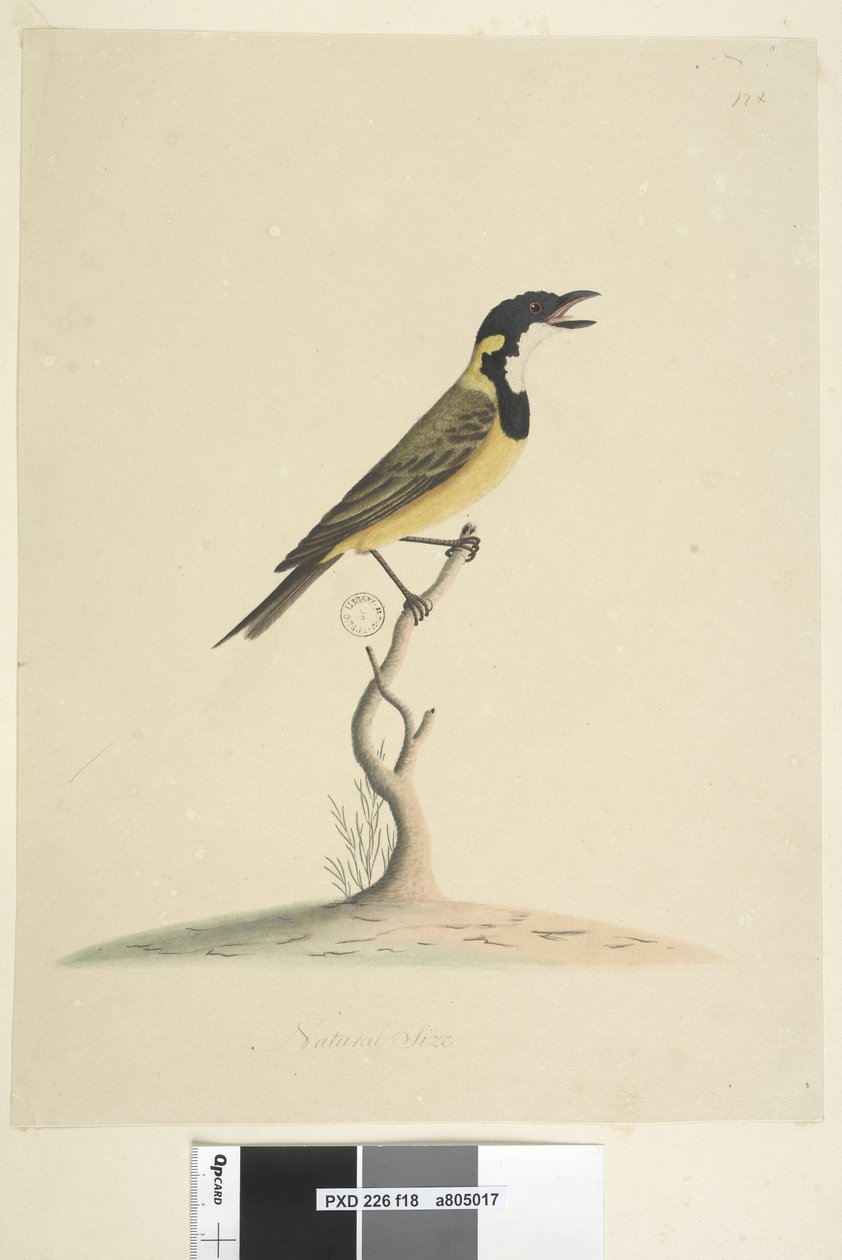 18. oldal Természetes méretű Golden Whistler Pachycephala pectoralis, kan, 1791-92 alkotó: Unknown artist