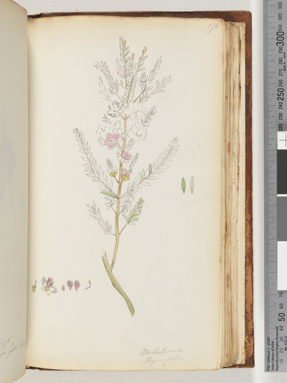 190. oldal Melaleuca thymifolia / Kakukkfű Méz, mirtusz alkotó: Unknown artist