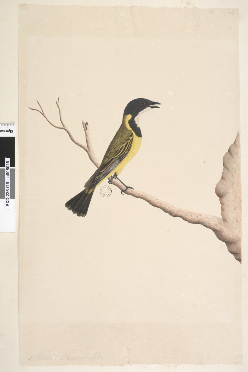 19. oldal április. Természetes méretű Golden Whistler Pachycephala pectoralis, kan, 1791-92 alkotó: Unknown artist