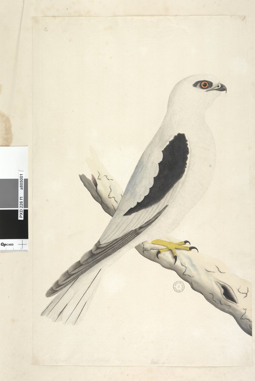 1. oldal Falco, Augustatban látható balra lent, eltérő kézben augusztus természetes méretben. Fekete vállas sárkány Elanus axillaris Elanus notatus, 1791-92 alkotó: Unknown artist