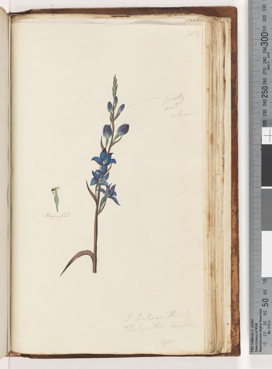 203. oldal. Azt hiszem, ez a Thelymitra ixioides / Foltos naporchidea alkotó: Unknown