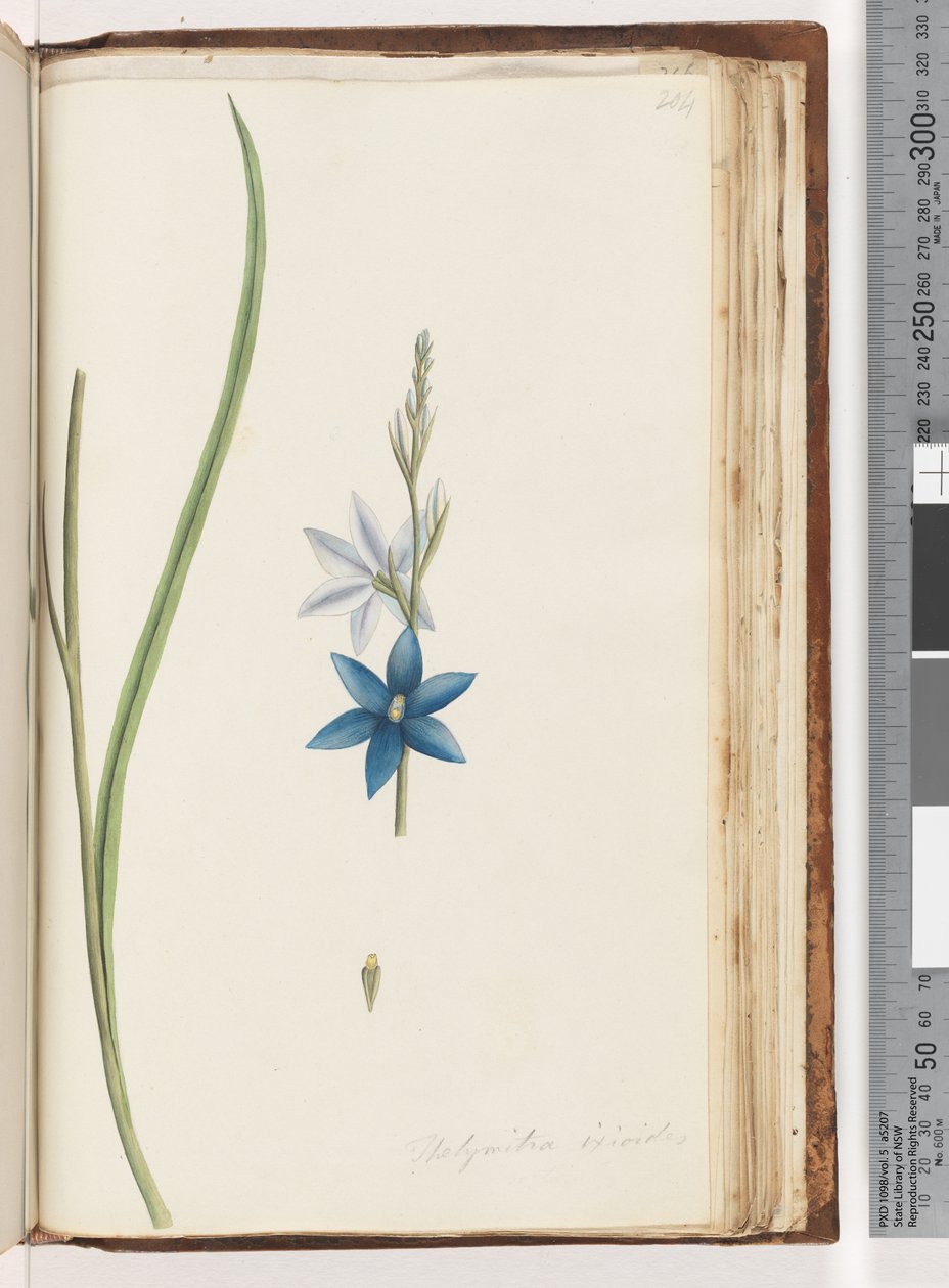 204. oldal Thelymitra ixiodes / Foltos naporchidea alkotó: Unknown artist
