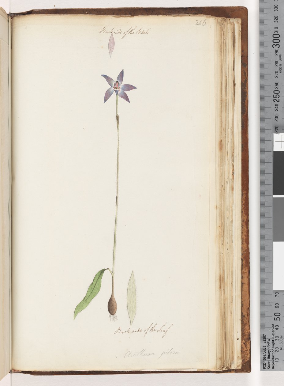 206. oldal A szirmok hátoldala. A levél hátoldala. Arethusa pilosa / viasz ajak orchidea alkotó: Unknown artist