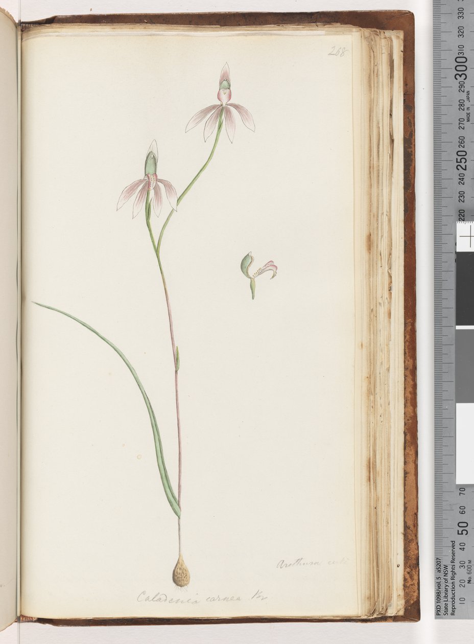 208. oldal Arethusa certe? Caladenia carnea Br / Pink Fingers Orchidea alkotó: Unknown artist