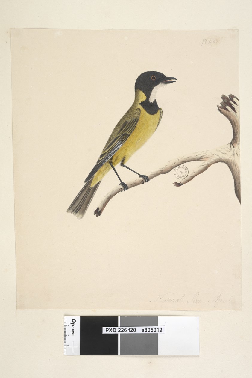 20. oldal Természetes méret. Április Golden Whistler Pachycephala pectoralis, hím, 1791-92 alkotó: Unknown artist