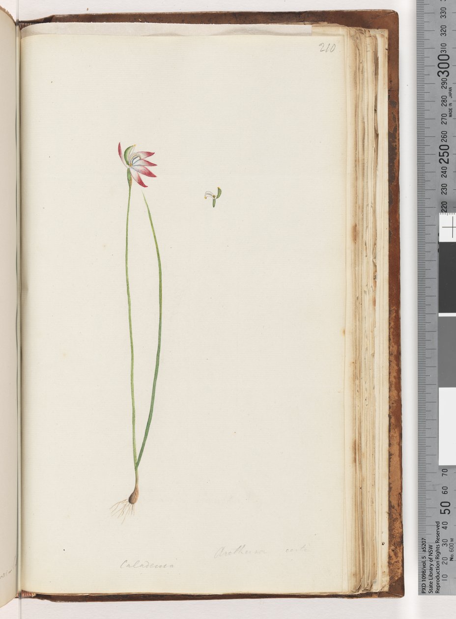 210. oldal Arethusa certe? / Caladenia alkotó: Unknown artist