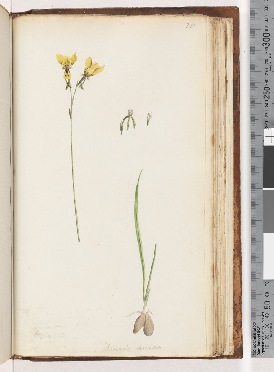 211. oldal. A Diuris aurea / Arany szamárorchidea formája alkotó: Unknown artist