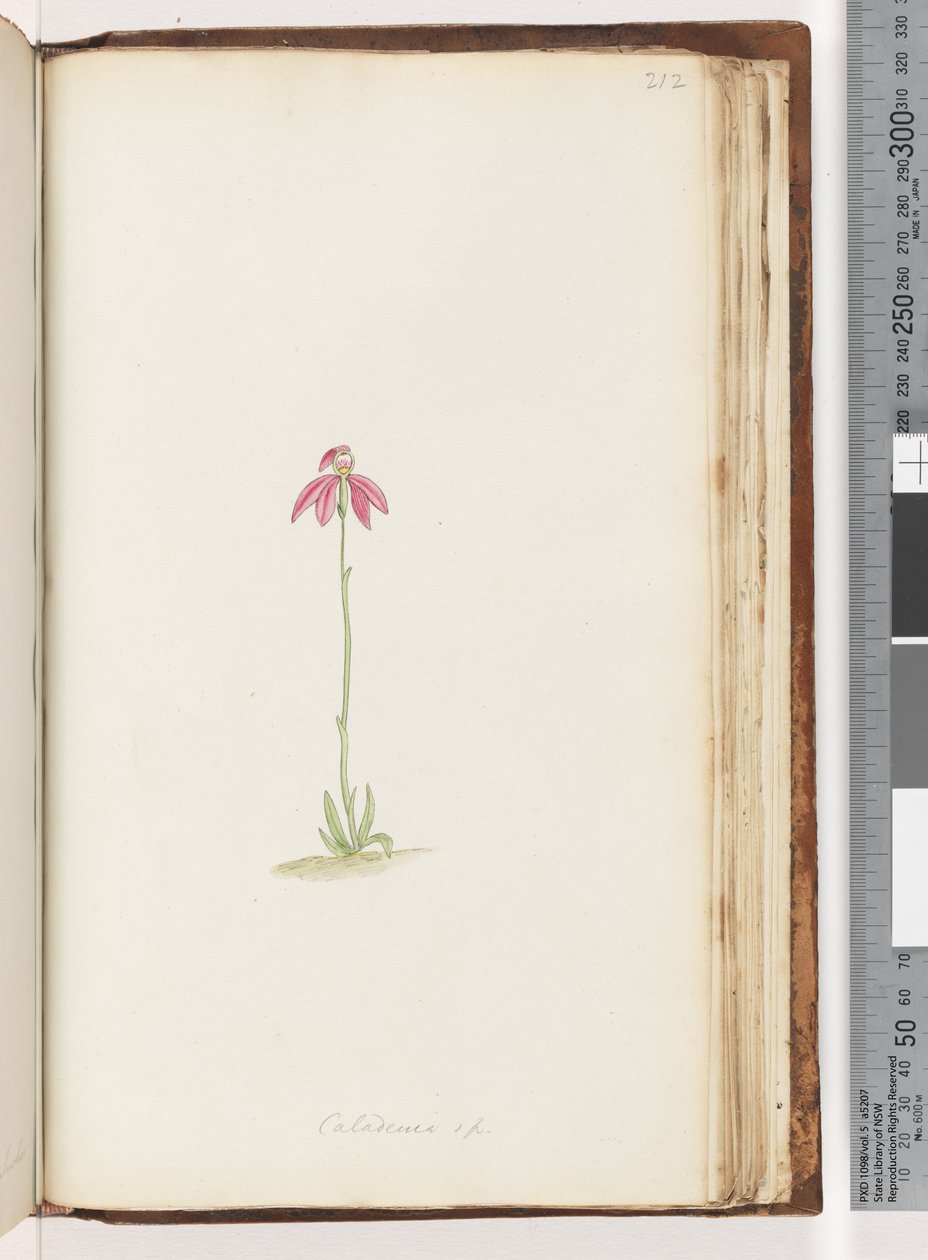 212. oldal Caladenia sp alkotó: Unknown artist