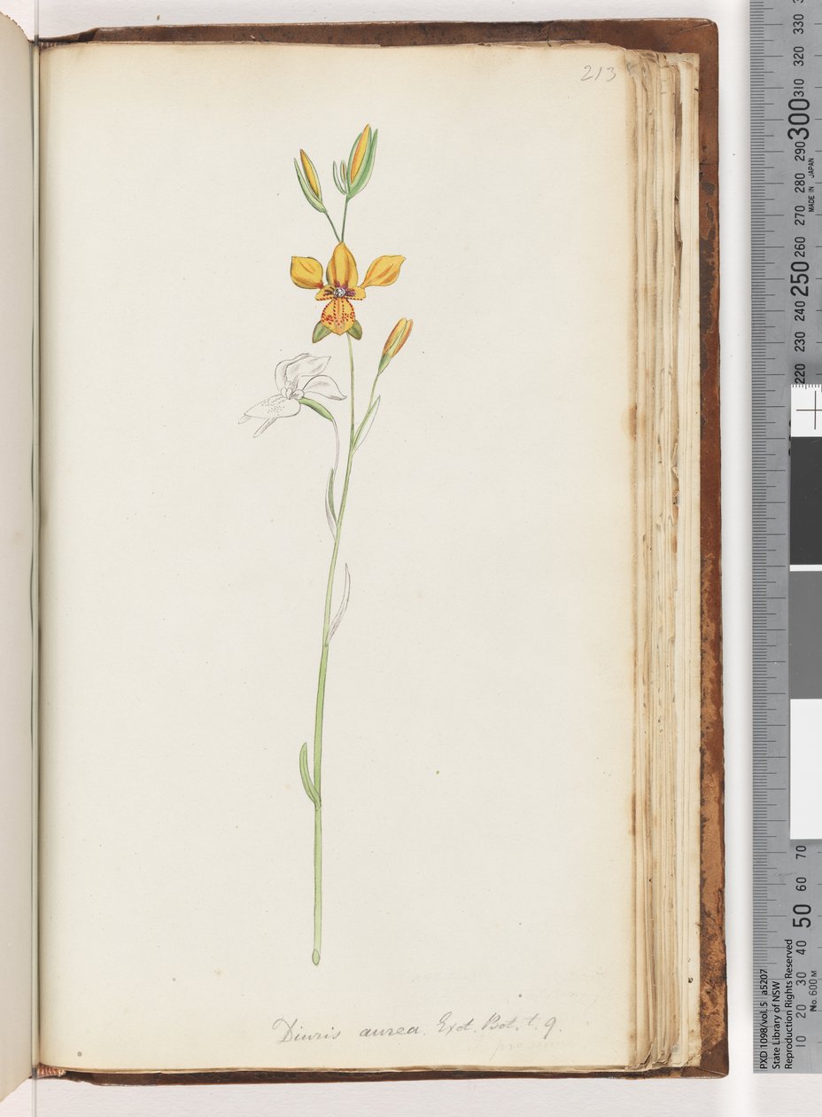 213. oldal. Diuris aurea. Exot. Bot. t. 9. Arany szamárorchidea alkotó: Unknown artist