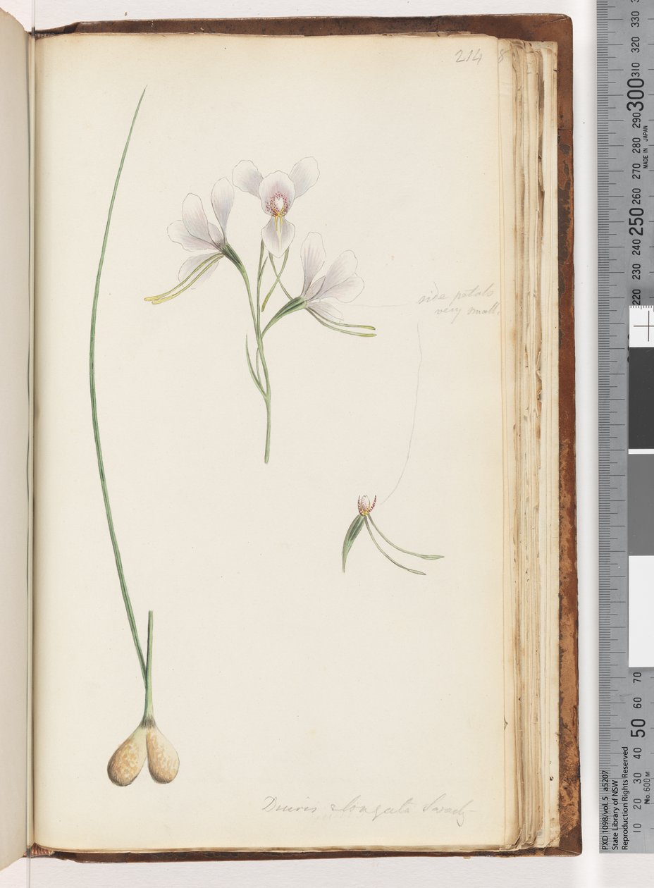 214. oldal. Diuris elongata Saracty? Lila szamárorchidea alkotó: Unknown