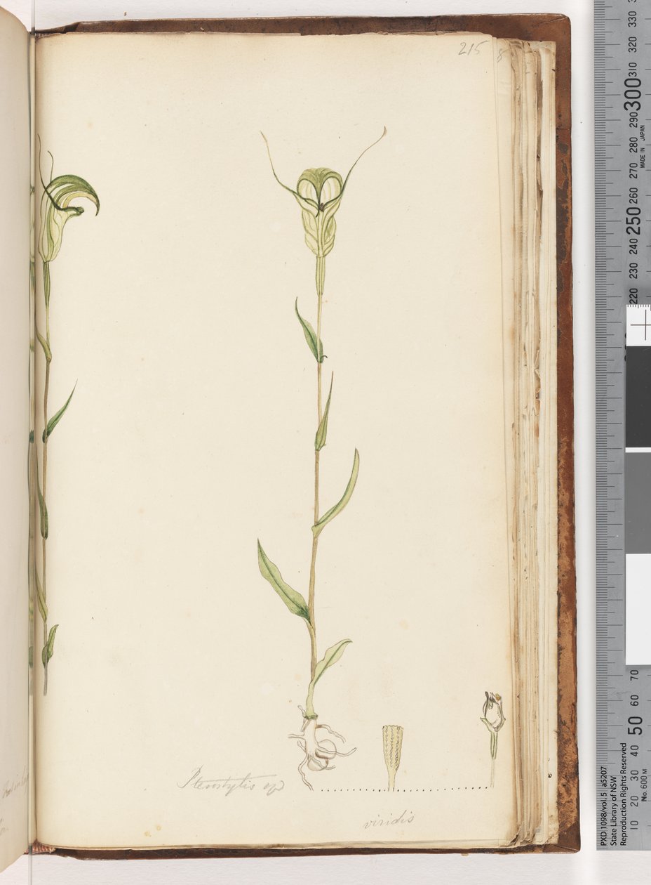 215. oldal Pterostylis op / viridis alkotó: Unknown artist