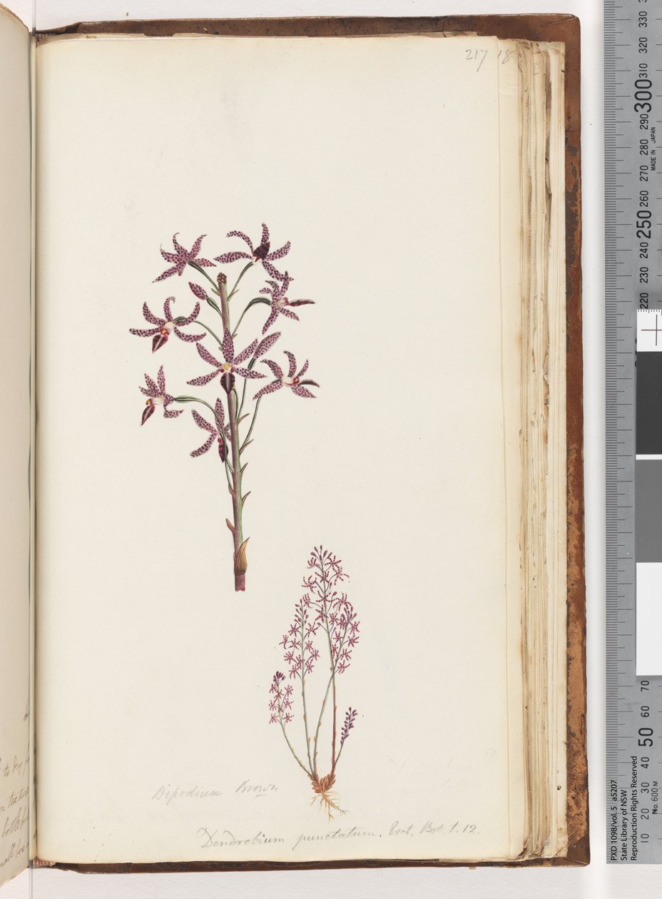 217. oldal. Dipodium Brown / Dendrobium punctatum. Exot. Bot. t. 12. Jácint orchidea alkotó: Unknown artist