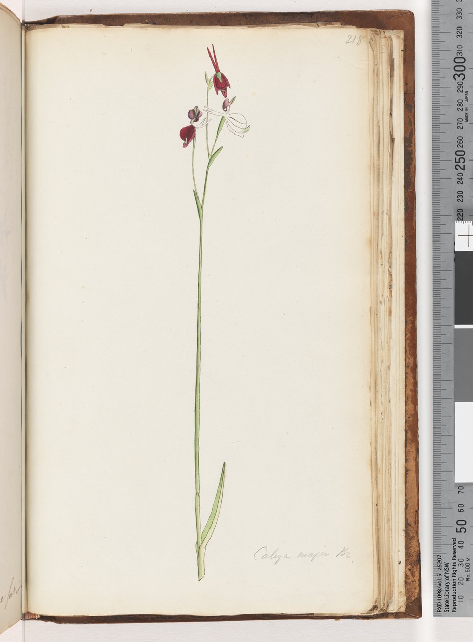 218. oldal. Caleya major Br. Repülő Kacsa Orchidea alkotó: Unknown artist