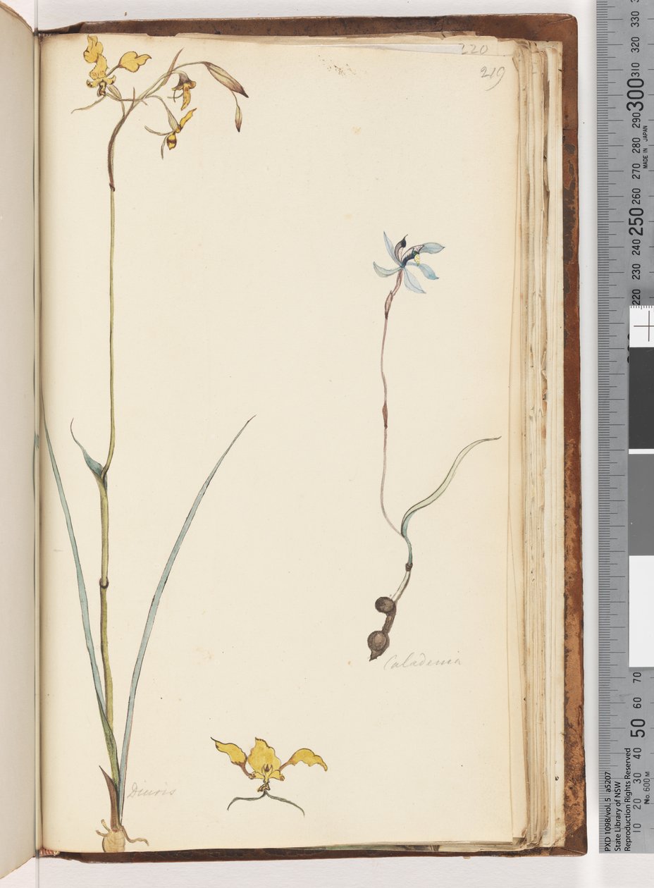219. oldal. Caladenia / Diuris két növény alkotó: Unknown artist