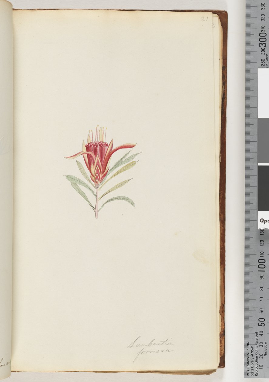 21. oldal Lambertia formosa / Mountain Devil alkotó: Unknown artist