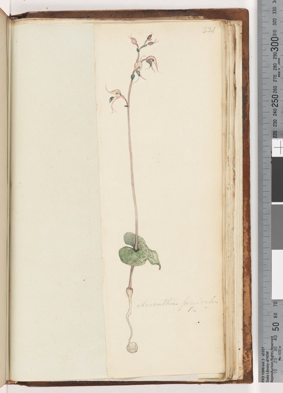 221. oldal. Acianthus fornicatus Br Pixie Caps alkotó: Unknown artist