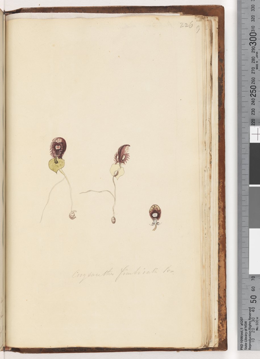226. oldal Corysanthes fimbriata Br / Rojtos sisakorchidea alkotó: Unknown artist