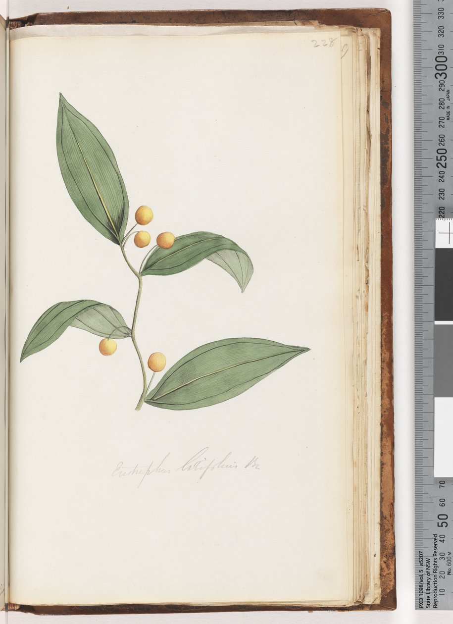 228. oldal Eustrephus latifolius Br. Wombat Berry alkotó: Unknown artist