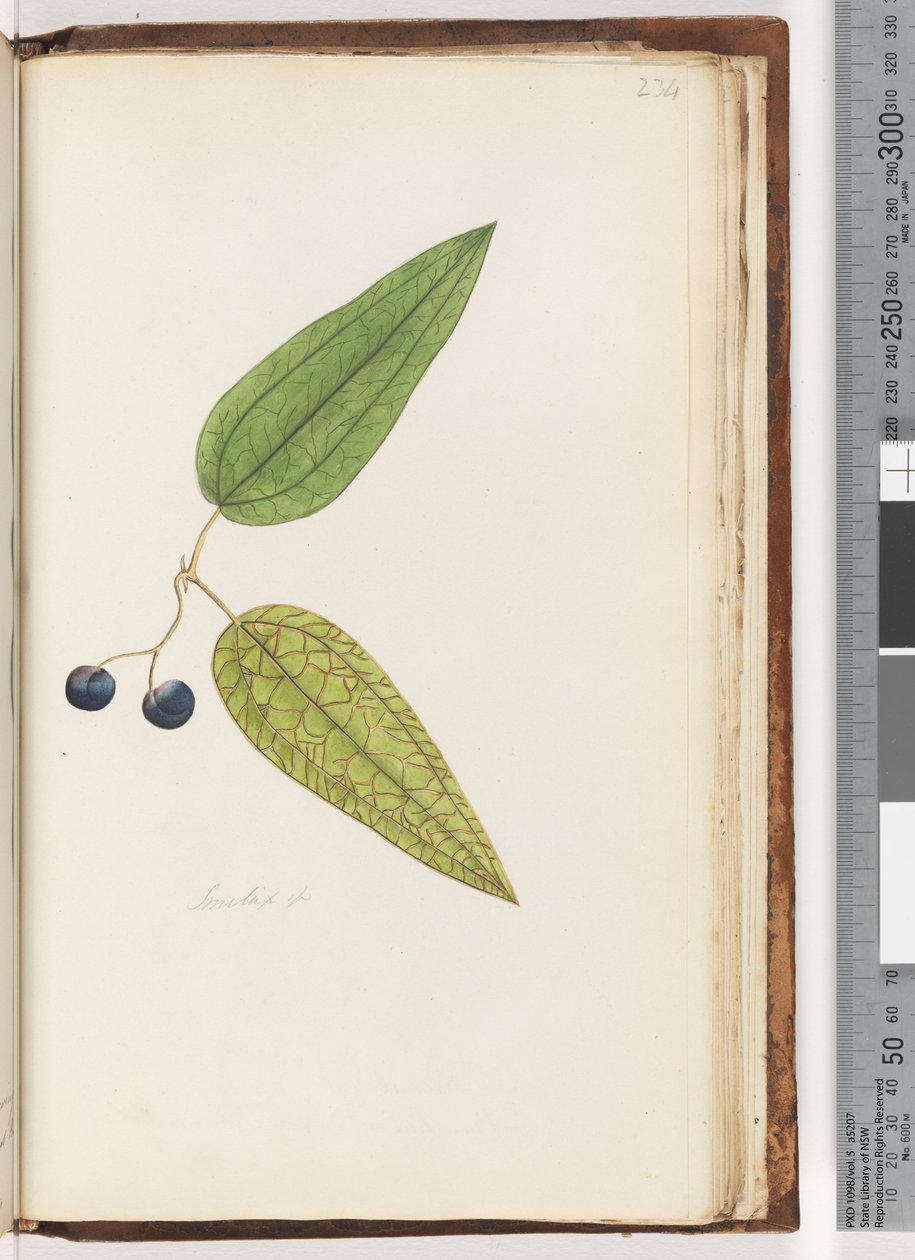 234. oldal Smilax sp Sweet Sarsaparilla alkotó: Unknown artist