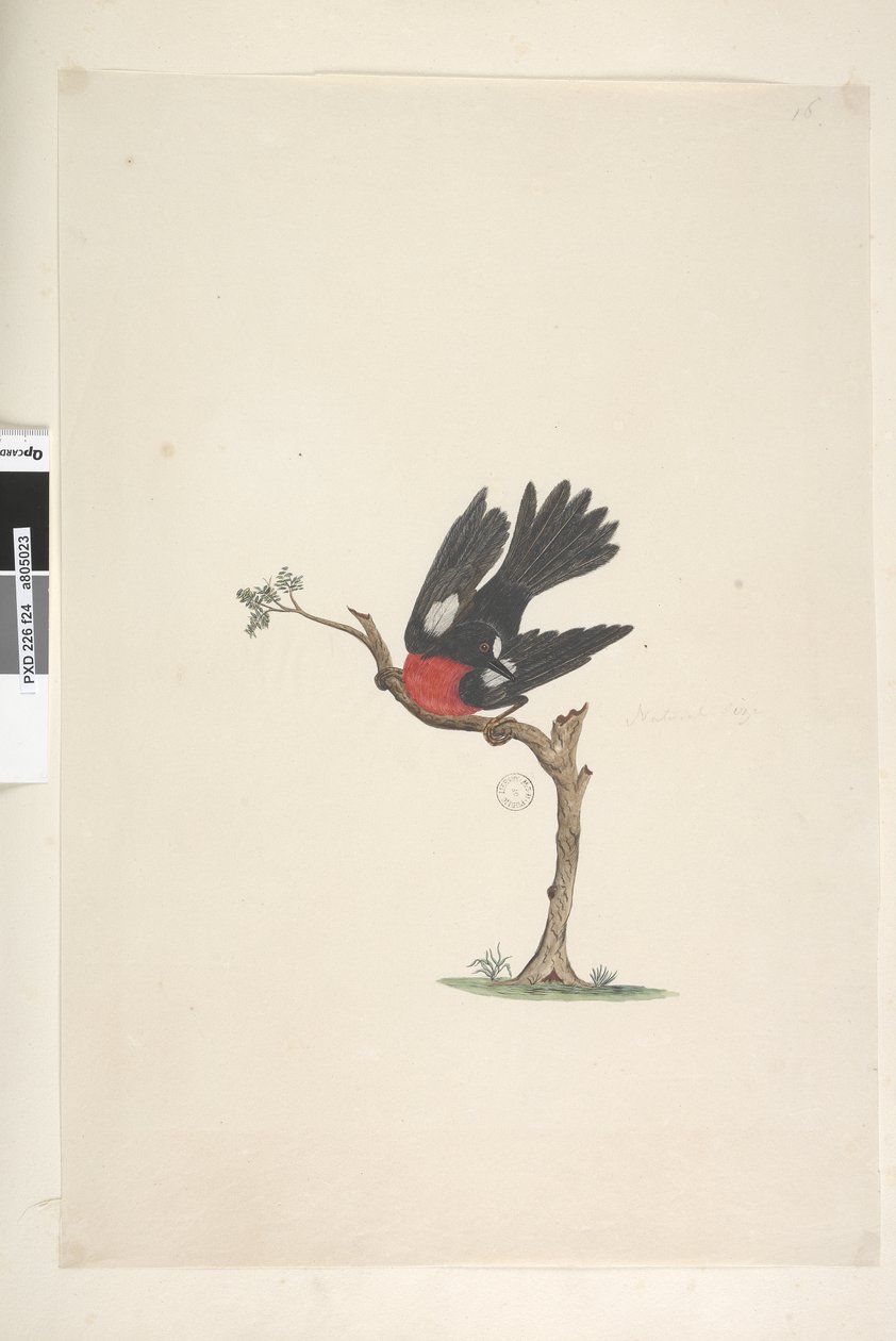 24. oldal Természetes méretű Scarlet Robin Petroica többszínű, kan, Norfolk Island, 1791-92 alkotó: Unknown artist