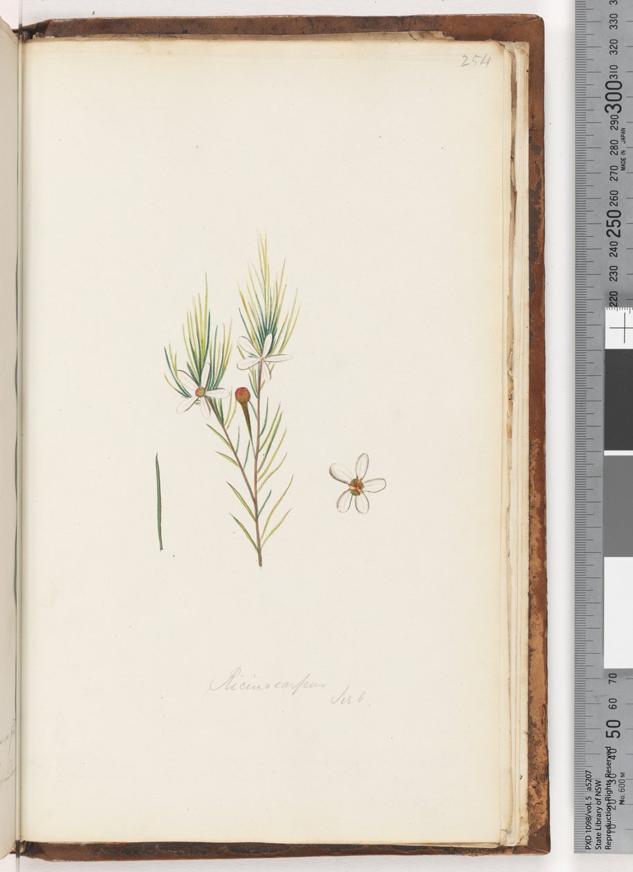 254. oldal Ricinocarpus / ?? alkotó: Unknown artist